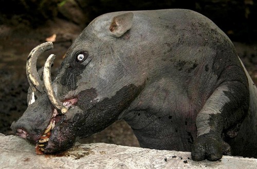 10 Of The Strangest Animals That Actually Exist