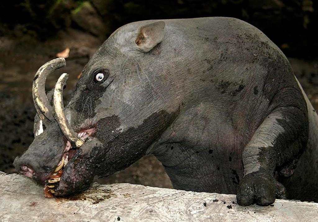 10 Of The Strangest Animals That Actually Exist