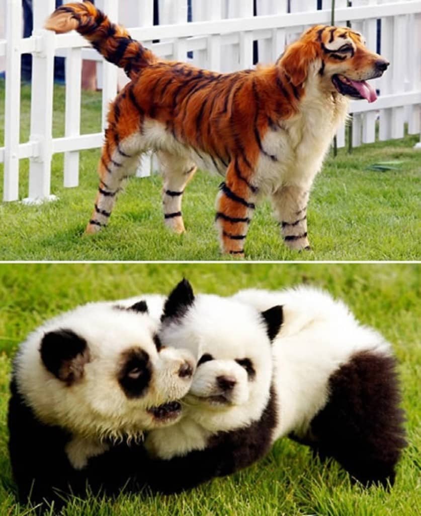 Бывает ли порода. Щенки чау-чау Панда. Необычные собаки. Собака похожая на панду. Интересные породы.