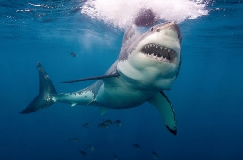 10 Types Of Sharks Responsible For Human Attacks