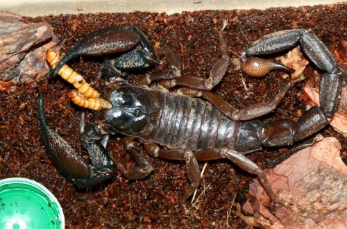 10 Unbelievable Facts You Never Knew About Scorpions