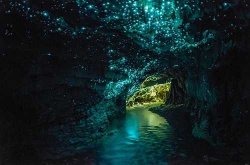 10 Amazing Bioluminescent Creatures Living On Our Planet