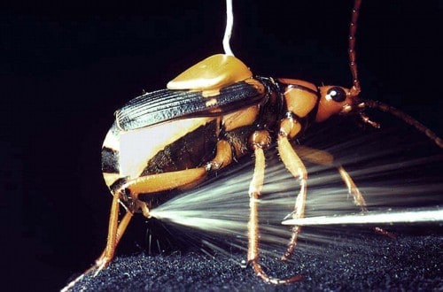10 Insect Superpowers That Will Shock You