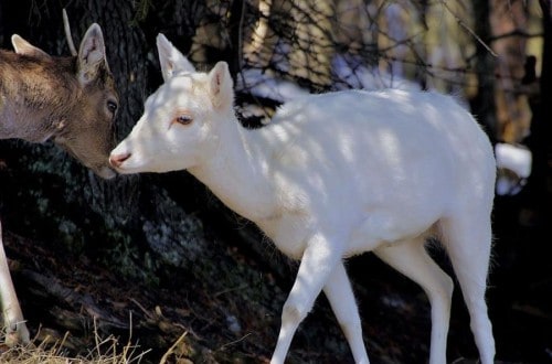 10 Of The Coolest Albino Animals You’ll Ever See