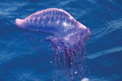 10 Of The Deadliest Sea Creatures In The World