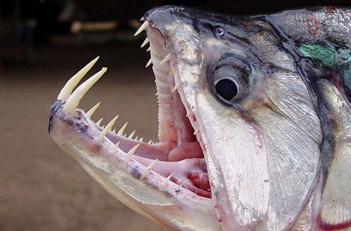 10 Terrifying And Deadly Animals Of The Amazon River