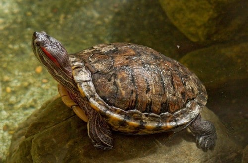 10 Truly Impressive Facts About Turtles And Tortoises