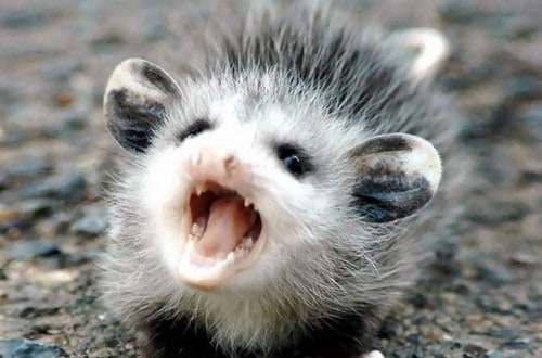 10 Adorable Pictures Of Possums And Opossums