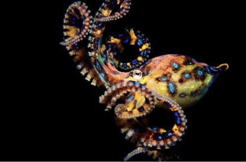 10 Crazy Facts About Octopuses You Probably Don’t Know
