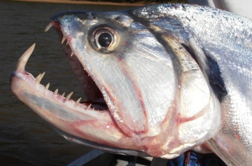 10 Dangerous Fish That Are Known Killers