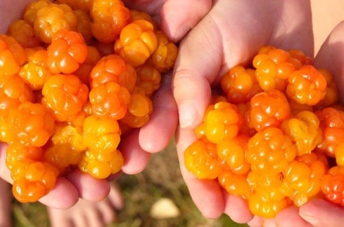10 Delicious Fruits You Probably Don’t Know Exist