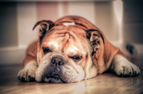 10 Dogs For The Laziest Of Owners
