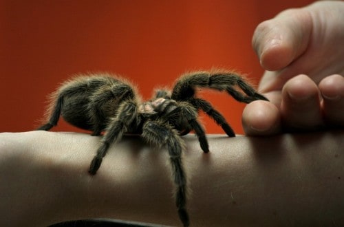 10 Fascinating Tidbits About Everyone’s Favorite Eight-Legged Freaks