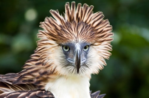 10 Impressive Birds Of Prey From Across The World