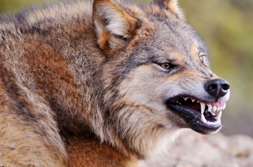 10 Little Known Shocking Facts About Wolves