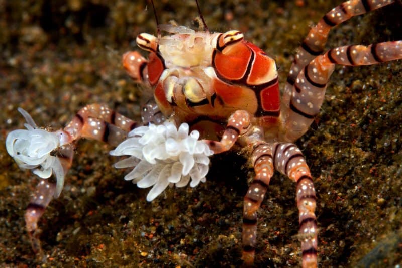 the Boxer Crab will make use of sea anemones attached to their claws, which...