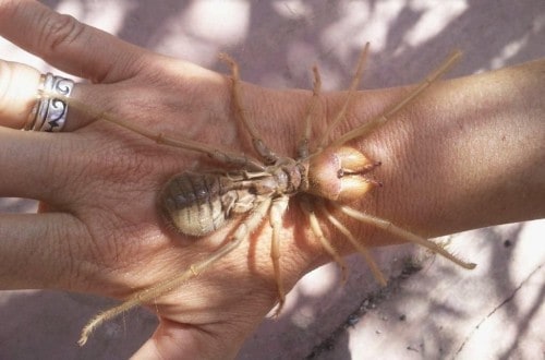 10 Of The Most Terrifying Spiders In The World