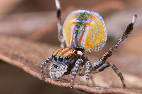 10 Of The Oddest Spiders In The World