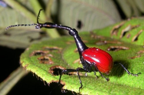 10 Of The Weirdest And Creepiest Arthropods On The Planet