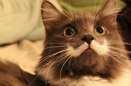 10 Shocking And Weird Facts About Cats