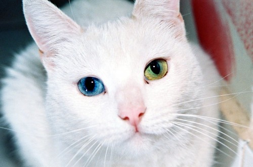 10 Unusual Cat Breeds We Can’t Get Enough Of