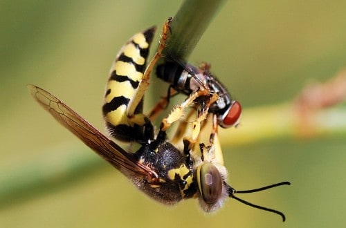 The 10 Deadliest Insects In The World