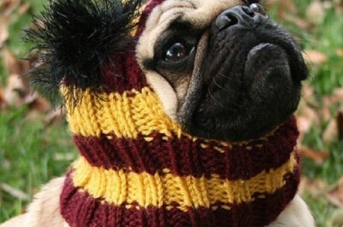 10 Awesome Things For Every Harry Potter Fan