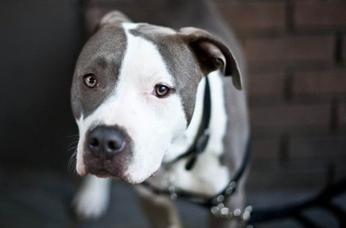 10 Common Misconceptions About Pit Bulls