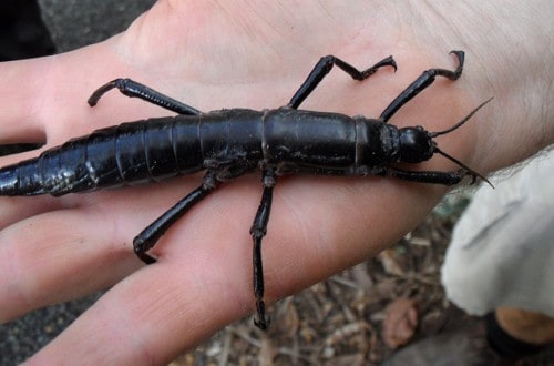10 Extreme Insects We Know You’re Fascinated By