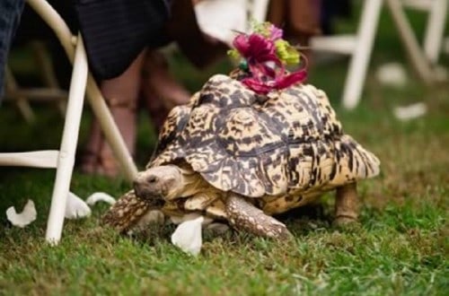 10 Hilarious And Adorable Pictures Of Ring Bearers