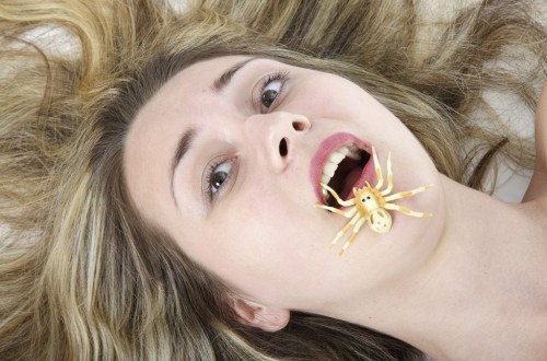 10 Myths You’ve Probably Heard About Spiders
