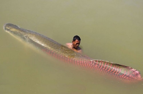 10 Of The Deadliest Creatures Lurking In The Amazon Jungle