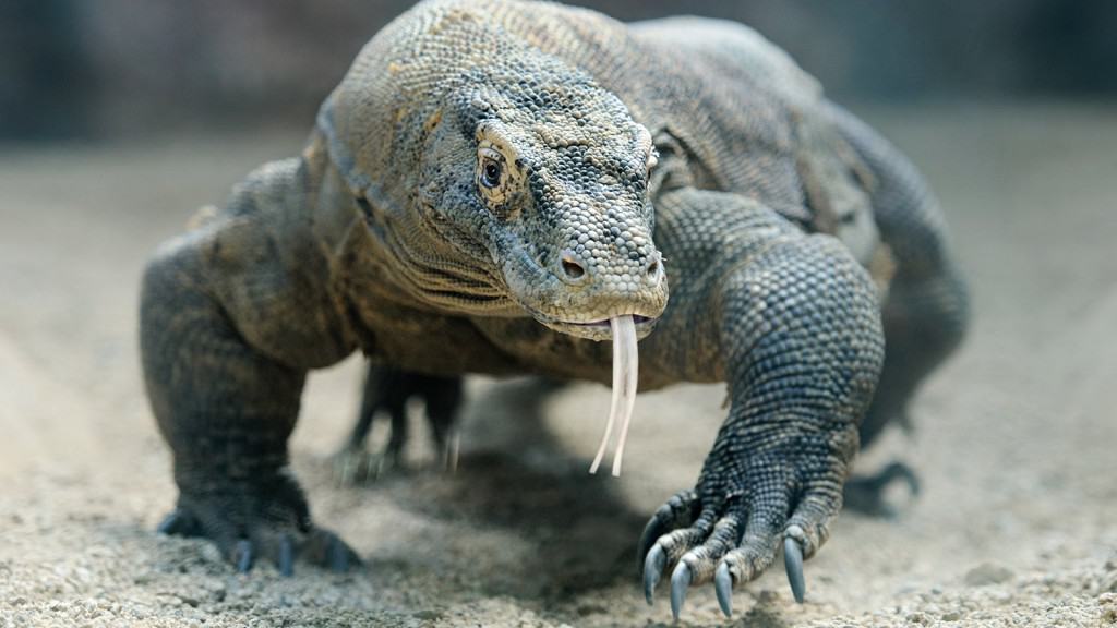 20 Most Dangerous Reptiles in The World