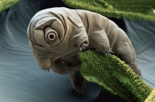 10 Of The Most Extreme Life Forms On Earth