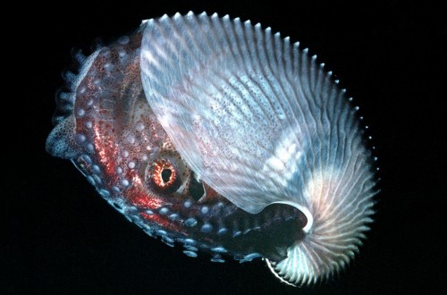 10 Of The Strangest Cephalopods Lurking In The Oceans