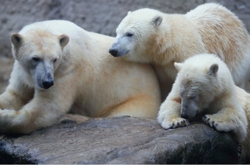 10 Unusual Facts About Polar Bears You May Not Know