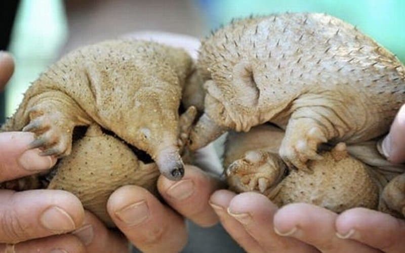 20 Crazy Pictures Of Animals Without Hair