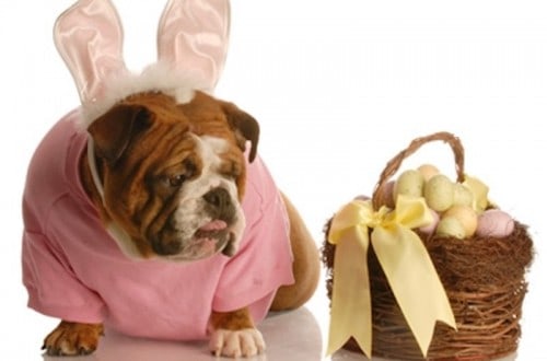 10 Adorable Dogs And Cats In Easter Costumes