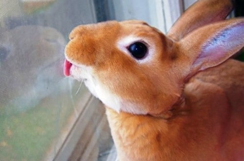 10 Adorable Pictures Of Animals Licking Windows