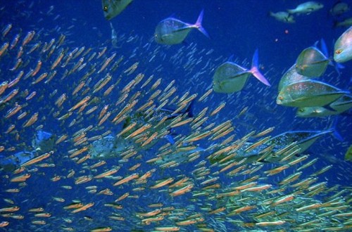 10 Amazing Things You May Not Know About The Oceans
