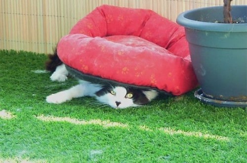 10 Cats Who Forgot How To Be Cats