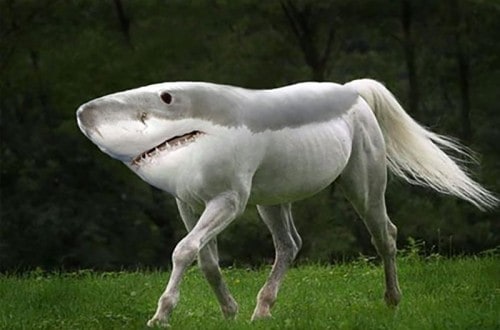 10 Hilarious Pictures Of Photoshopped Animals