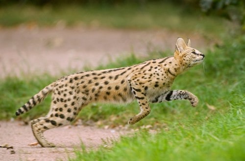 10 Incredibly Rare Wild Cat Species You Didn’t Know Exist