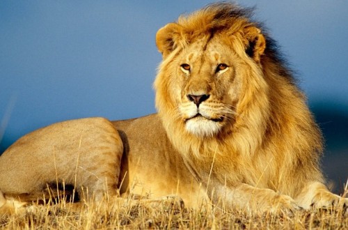 10 Interesting Facts About Lions You Didn’t Know