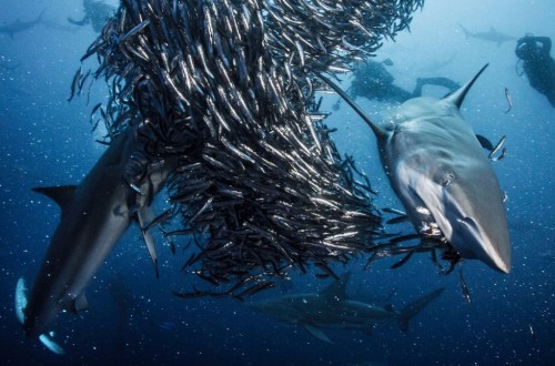 10 Mind Blowing Facts You Never Knew About Sharks