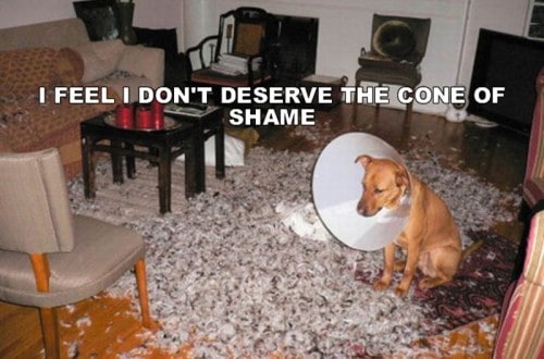 10 Of The Funniest And Most Destructive Dogs In The World