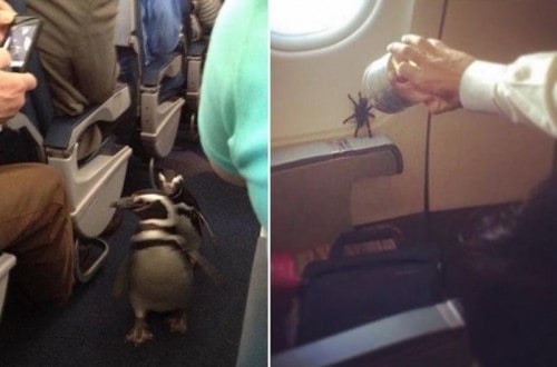 10 Of The Weirdest Things You’ll Ever See On A Plane