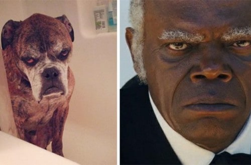 10 Pictures Of Celebrities And Their Animal Doppelgangers
