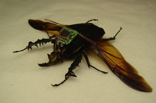 10 Shocking Ways Insects Have Been Used In Warfare