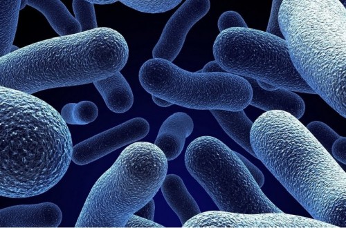 10 Weird Facts About Bacteria You Probably Don’t Know